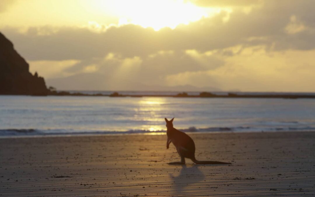 The NQCranes Story—Game Changing Microsoft Cloud ERP