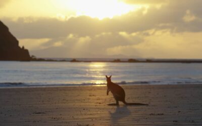 The NQCranes Story—Game Changing Microsoft Cloud ERP